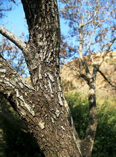 Peltophorum africanum trunk: Photographed by Johannes Vogel